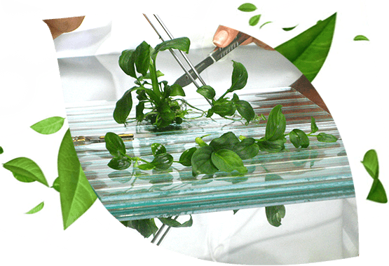Micropropagation as a tool to increase productivity for agribusiness