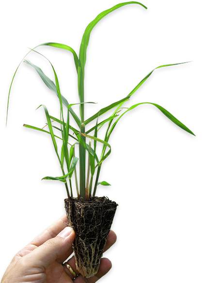 Mão segurando muda de planta