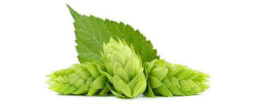 Lúpulo
